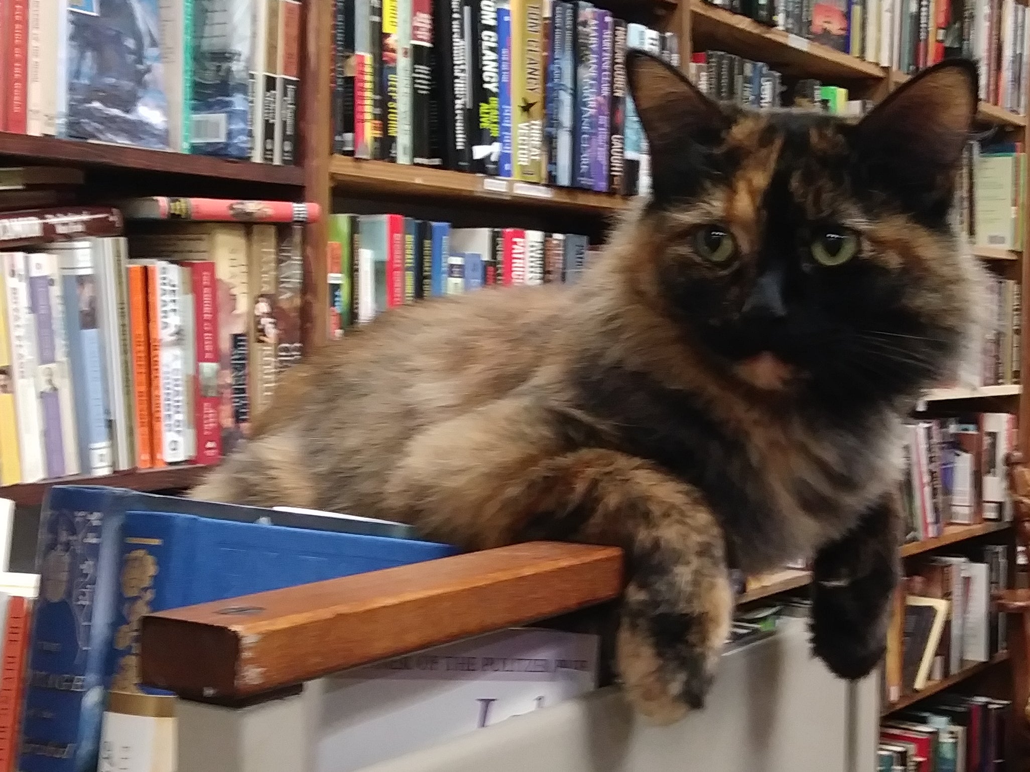 The Bookshop in Lakewood - Crafting With Cat Hair is in stock now